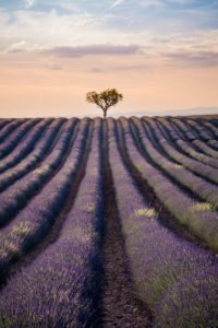 Lavender field at Valensole in the sunset, Provence, southern France Lavender field at Valensole in the sunset, Provence, southern France